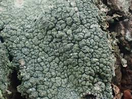 Attēlu rezultāti vaicājumam “Pertusaria pertusa”