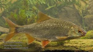 Image result for Rutilus rutilus