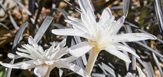 Attēlu rezultāti vaicājumam “Colchicaceae”