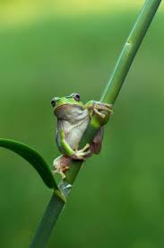 Attēlu rezultāti vaicājumam “Hyla arborea”