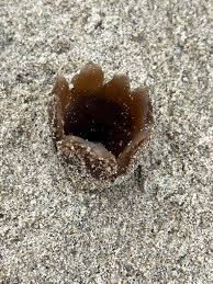 Attēlu rezultāti vaicājumam “Peziza ammophila”