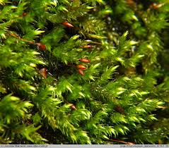 Attēlu rezultāti vaicājumam “Sciuro-hypnum populeum”