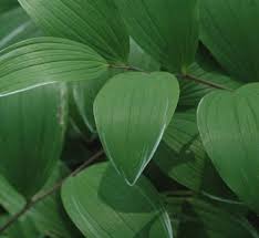 Attēlu rezultāti vaicājumam “Polygonatum verticillatum leaf”