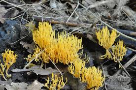 Attēlu rezultāti vaicājumam “Ramariopsis crocea”