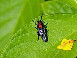 Attēlu rezultāti vaicājumam “Clitellaria ephippium”