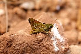 Attēlu rezultāti vaicājumam “Hesperia comma underside”