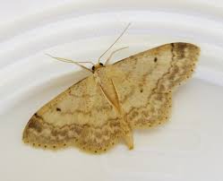 Attēlu rezultāti vaicājumam “Idaea biselata”