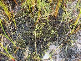 Attēlu rezultāti vaicājumam “Scorpidium revolvens”