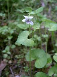 Attēlu rezultāti vaicājumam “Viola collina leaf”