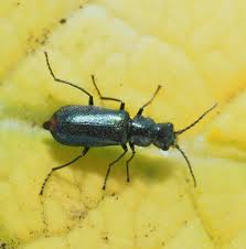 Attēlu rezultāti vaicājumam “Malachidae”