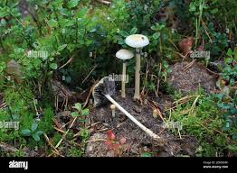 Attēlu rezultāti vaicājumam “Protostropharia alcis”