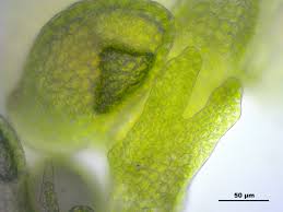 Attēlu rezultāti vaicājumam “Frullania fragilifolia macro”