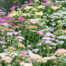 Attēlu rezultāti vaicājumam “Achillea millefolium flower”