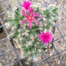 Attēlu rezultāti vaicājumam “Trichiaceae, Hemitrichiaceae, Arcyriaceae”