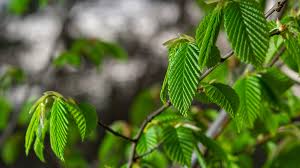 Attēlu rezultāti vaicājumam “Carpinus betulus leaf”