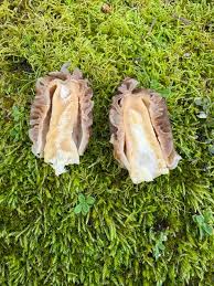 Attēlu rezultāti vaicājumam “Verpa bohemica”