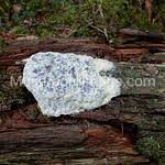 Attēlu rezultāti vaicājumam “Fuligo septica var. candida spores”