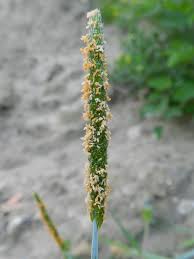 Attēlu rezultāti vaicājumam “Alopecurus aequalis flower”