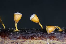 Attēlu rezultāti vaicājumam “Craterium minutum”