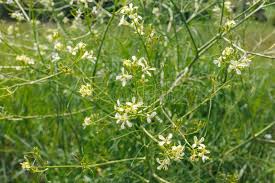 Attēlu rezultāti vaicājumam “Sisymbrium altissimum”