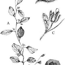 Attēlu rezultāti vaicājumam “Microrrhinum minus leaf”