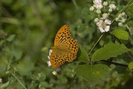 Attēlu rezultāti vaicājumam “Argynnis paphia”