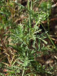 Attēlu rezultāti vaicājumam “Anthemis tinctoria leaf”