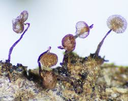 Attēlu rezultāti vaicājumam “Cribraria cancellata var. fusca spores”