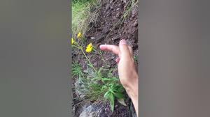 Attēlu rezultāti vaicājumam “Hieracium umbellatum bud”