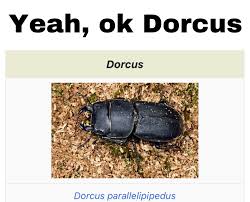 Attēlu rezultāti vaicājumam “Dorcus parallelopipedus”