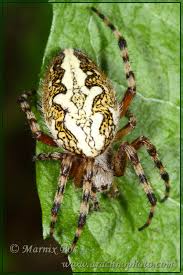 Attēlu rezultāti vaicājumam “Araneidae”