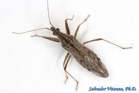 Attēlu rezultāti vaicājumam “Nabidae”