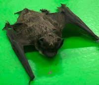 Attēlu rezultāti vaicājumam “Vespertilio murinus”