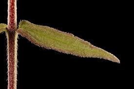 Attēlu rezultāti vaicājumam “Odontites vulgaris leaf”