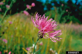Attēlu rezultāti vaicājumam “Centaurea stoebe flower”