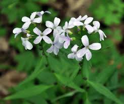 Attēlu rezultāti vaicājumam “Cardamine bulbifera leaf”