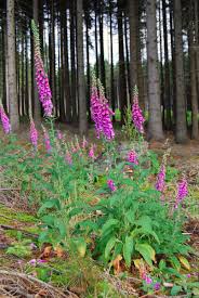 Image result for Fingerhut rot