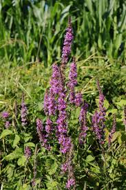 Image result for Blutweiderich