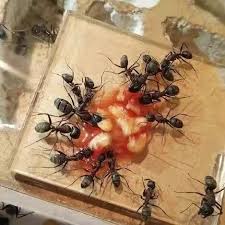 Attēlu rezultāti vaicājumam “Camponotus herculeanus”