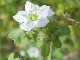 Attēlu rezultāti vaicājumam “Festuca altissima flower”