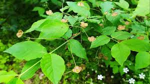 Attēlu rezultāti vaicājumam “Euonymus verrucosus”
