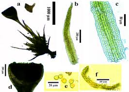 Attēlu rezultāti vaicājumam “Seligeria pusilla”