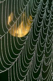 Image result for web patterns