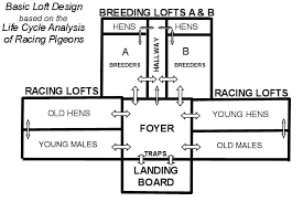 Image result for Meridian Racing Pigeon Lofts