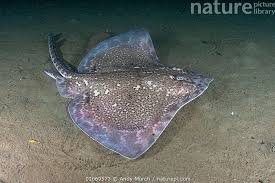 Image result for Raja clavata