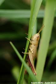 Attēlu rezultāti vaicājumam “Chrysochraon dispar”