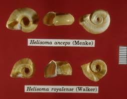 Attēlu rezultāti vaicājumam “Planorbidae”