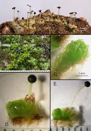 Attēlu rezultāti vaicājumam “Fossombronia wondraczekii sporophyte”