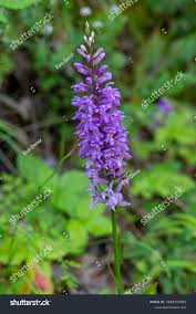 Attēlu rezultāti vaicājumam “Dactylorhiza majalis subsp. baltica flower”