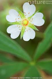 Attēlu rezultāti vaicājumam “Potentilla alba”